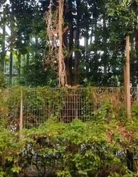 Fragrant Gardens (D19), Apartment #625321611